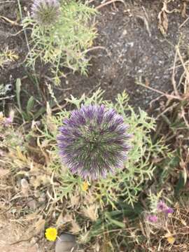 Image of Echinops strigosus L.