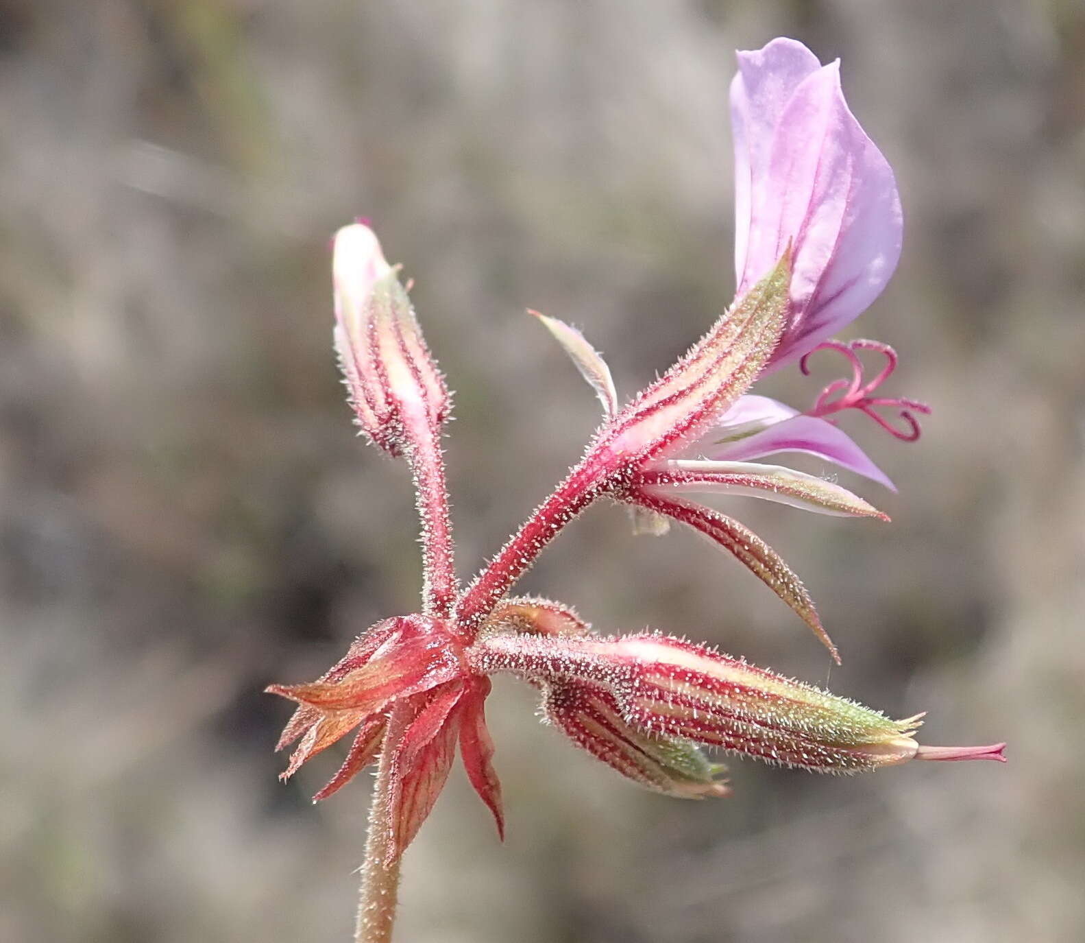 Image of Pelargonium multicaule Jacq.