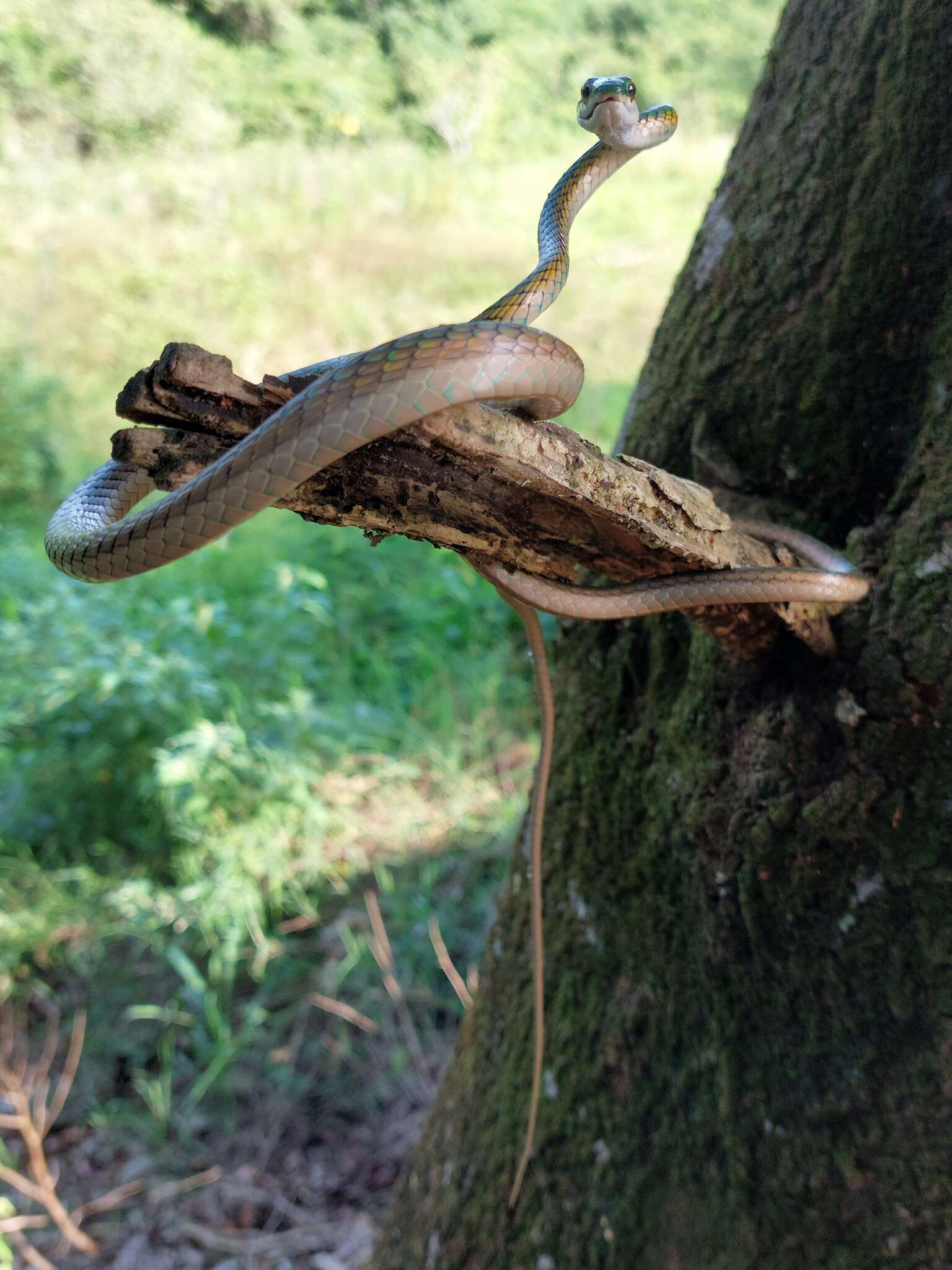 Image of Leptophis coeruleodorsus Oliver 1942