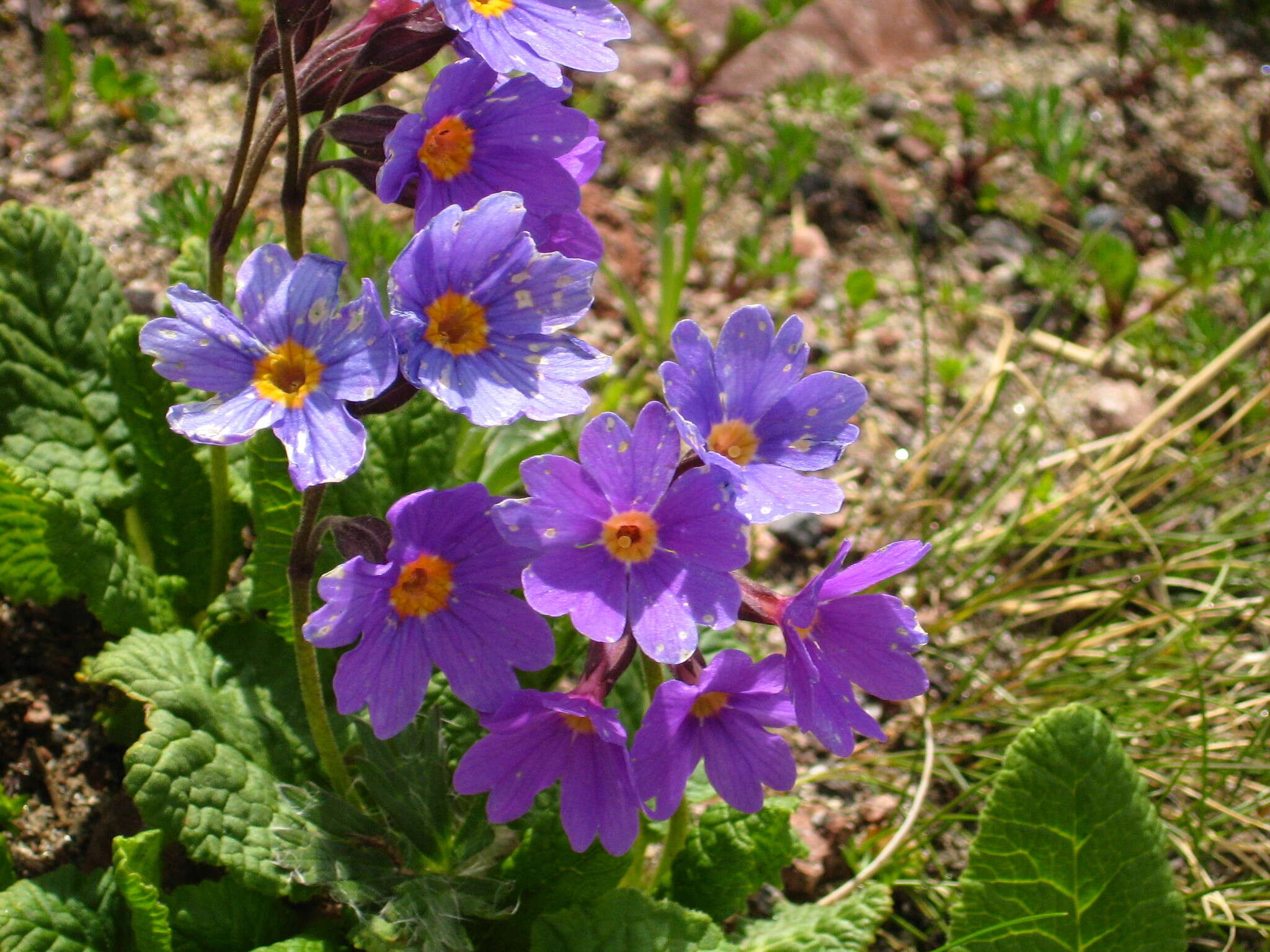 Image of Primula amoena M. Bieb.