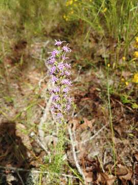 Image of Slender Gayfeather