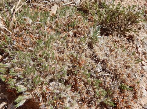 Image of creeping nailwort