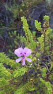 Image of Pelargonium crispum (Berg.) L'Her.