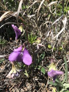 Image of Viola dissecta Ledeb.