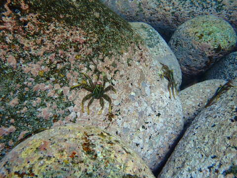 Image of flat rock crab