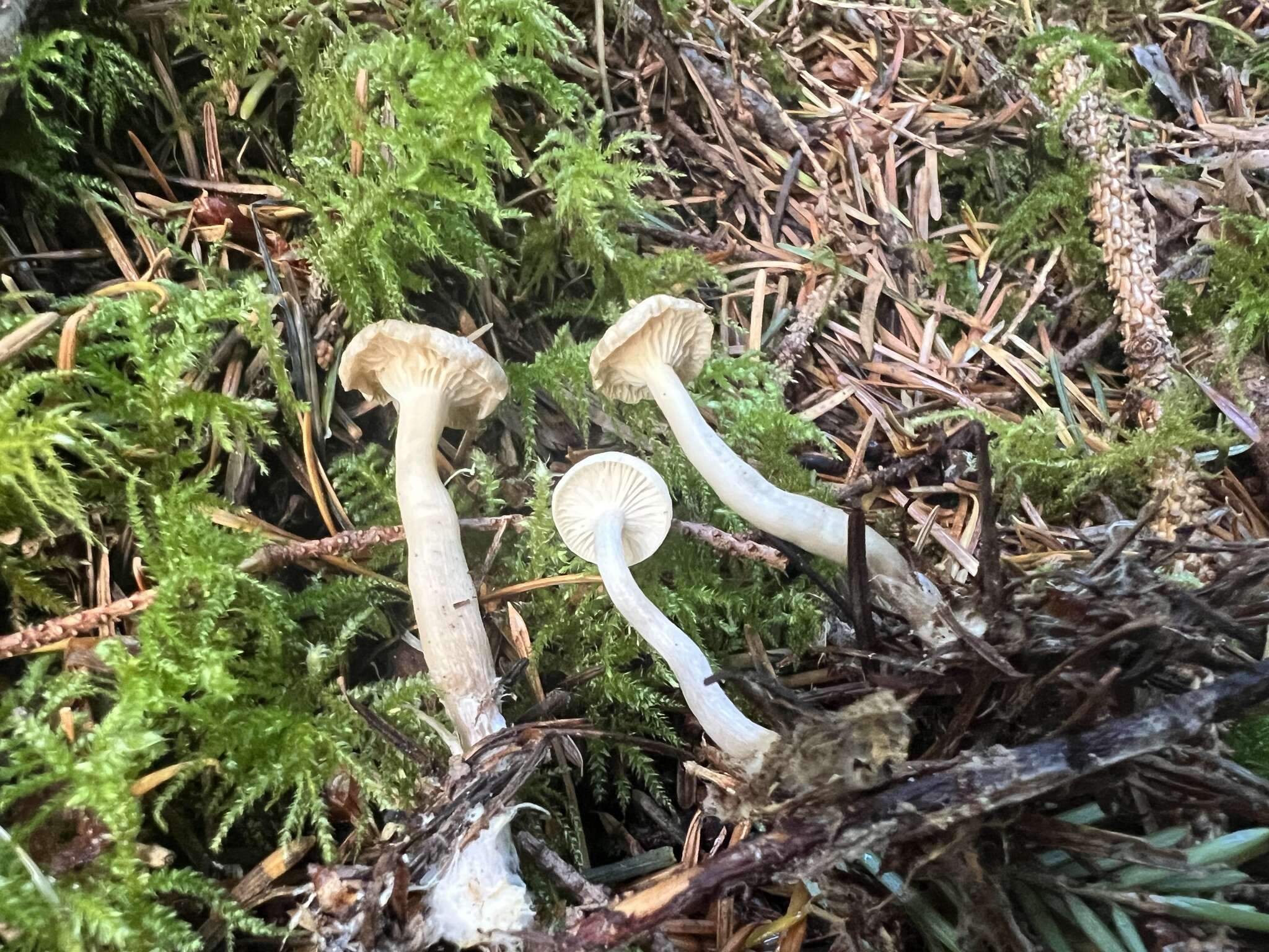 Image of Hygrophorus piceae Kühner 1949