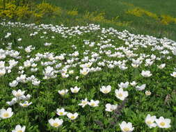 Anemone sylvestris subsp. sylvestris的圖片