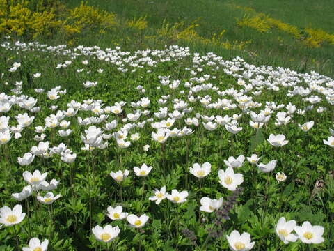 Image of Anemone sylvestris subsp. sylvestris