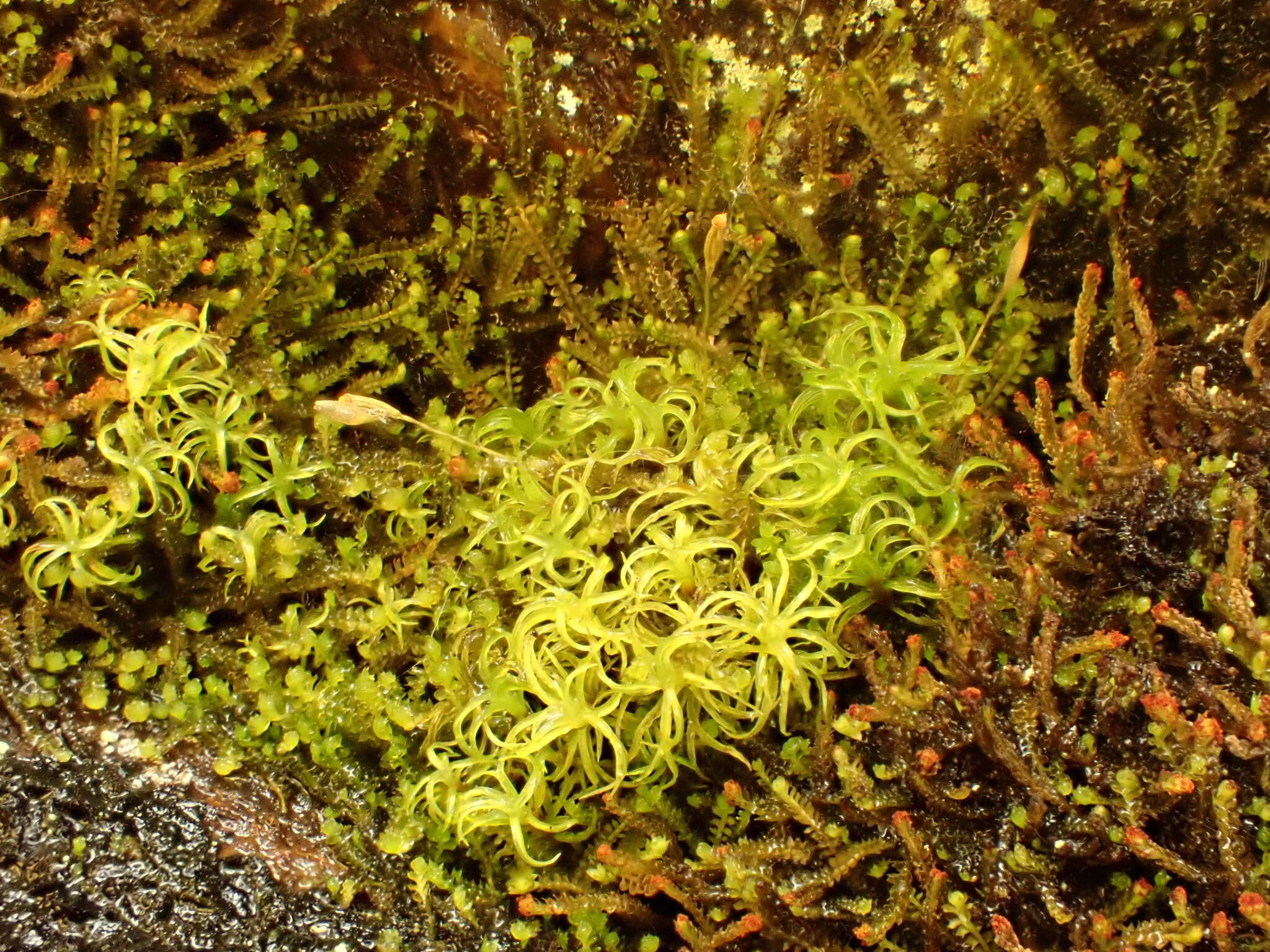 Image of cynodontium moss