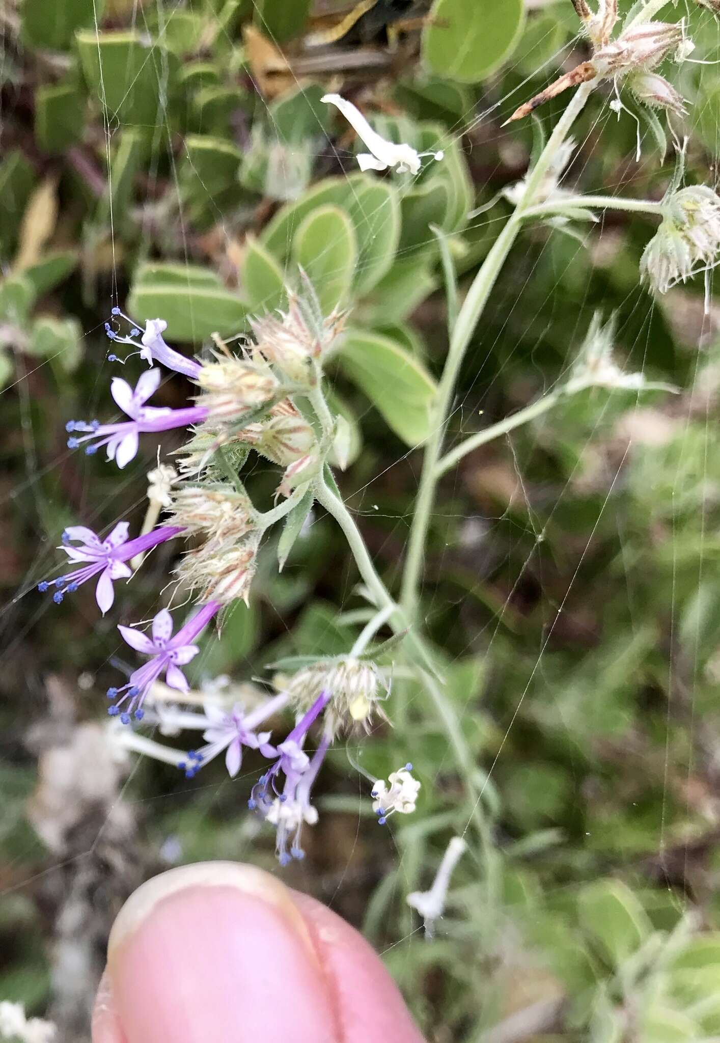 Image of manyflowered ipomopsis