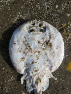 Image of Blotched sand skate