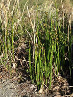 Image of smooth horsetail