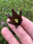 Image of chocolate lily