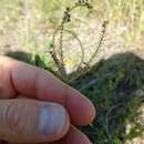 Plancia ëd Stapfochloa ciliata (Sw.) P. M. Peterson