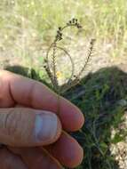 Image of Fringed Windmill Grass