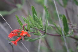 Imagem de Bouvardia tenuifolia Standl.