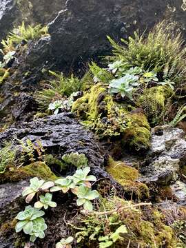 Image of Saxifraga cotyledon L.