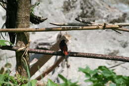 Image of White-capped Redstart