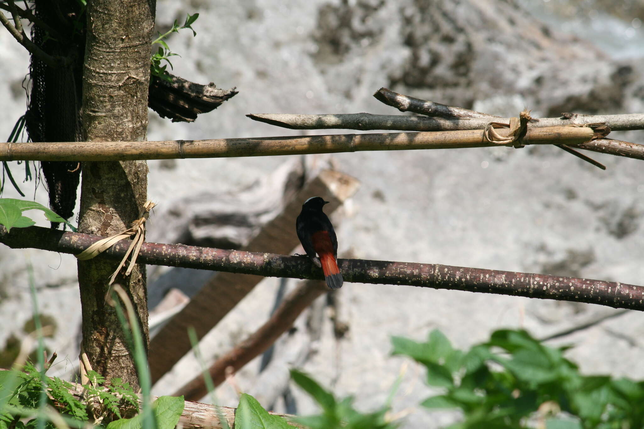 Image of White-capped Redstart