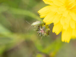 Plagiognathus chrysanthemi (Wolff 1804)的圖片