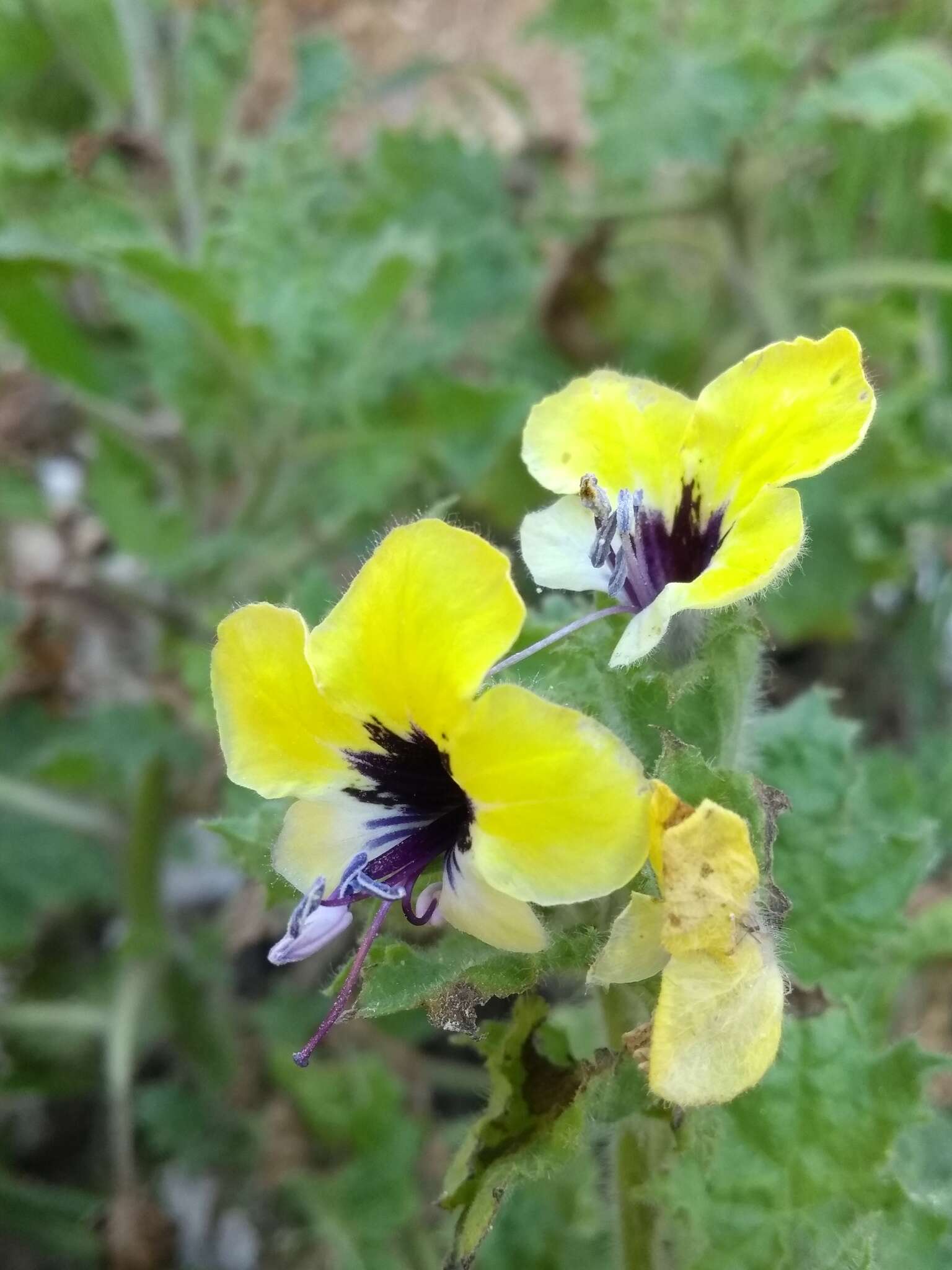 Image of Golden Henbane