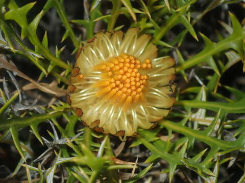 Image de Banksia borealis subsp. borealis