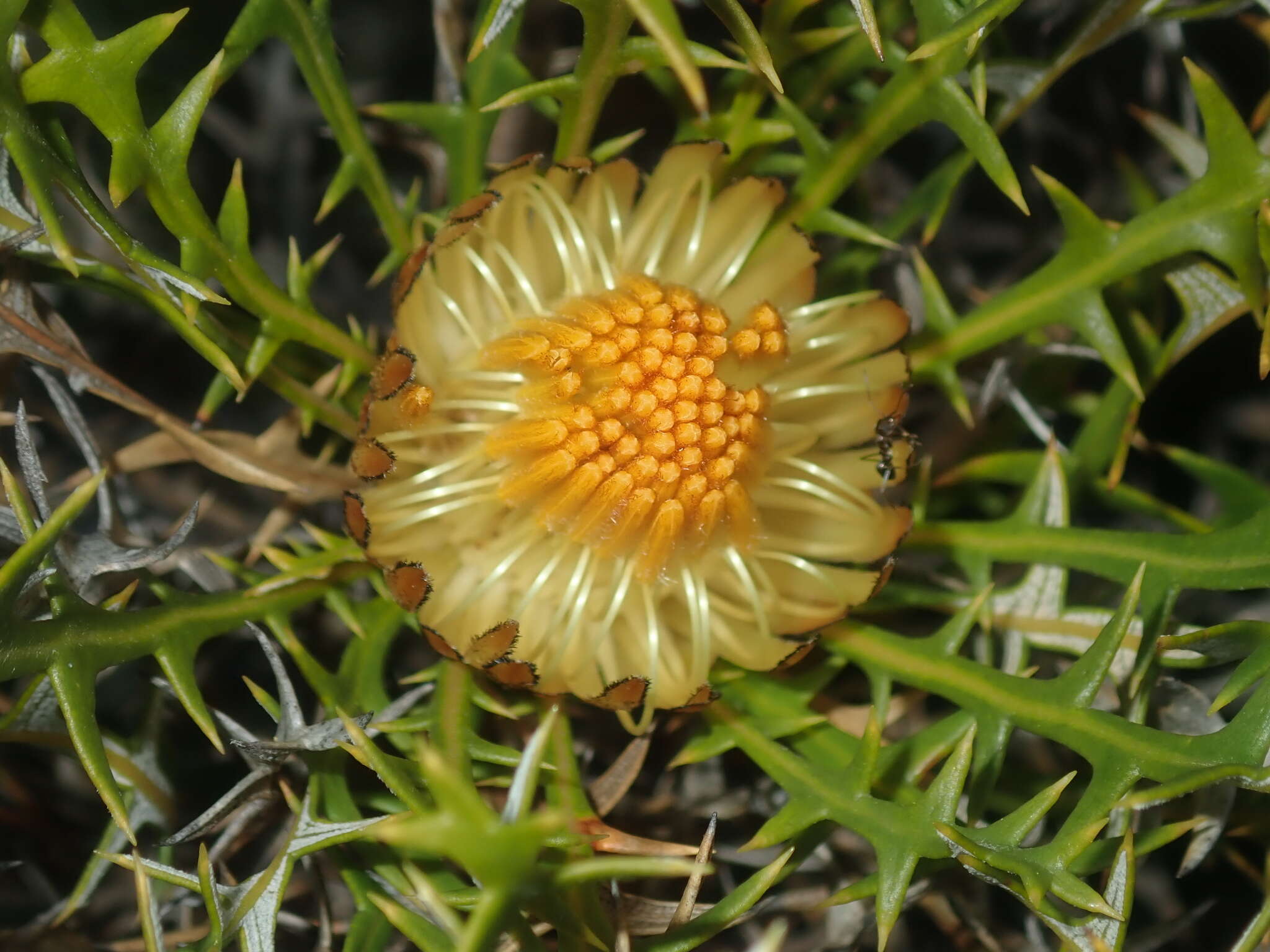 Image of Banksia borealis subsp. borealis