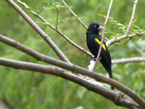 Image of Golden-winged Cacique