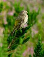 Image of White-throated Canary