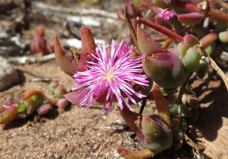 Image of Mesembryanthemum trichotomum Thunb.