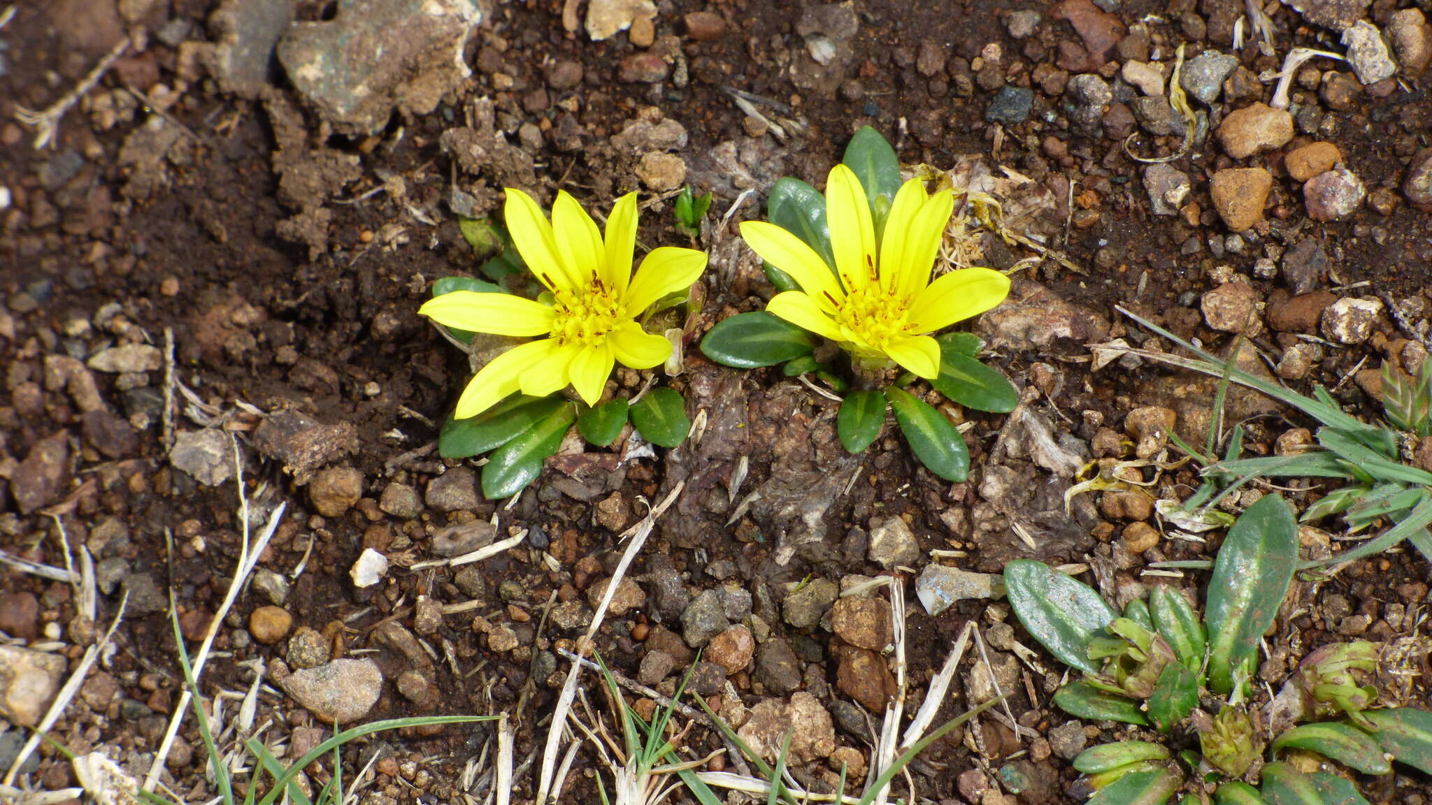 Image of Haplocarpha nervosa (Thunb.) Beauv.