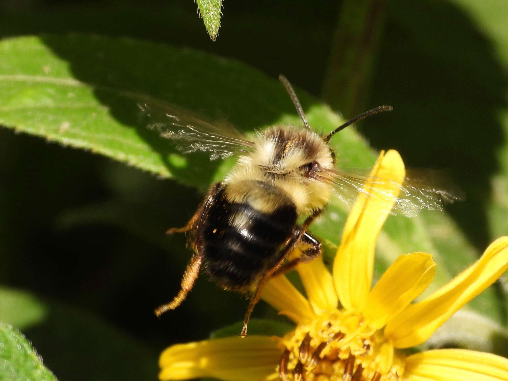 Слика од Bombus wilmattae Cockerell 1912