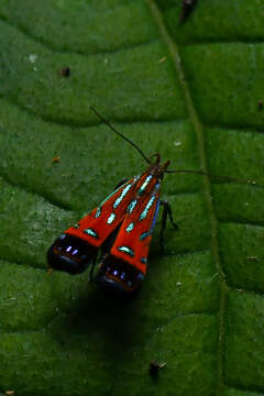 Tricyanaula aurantiaca Walsingham 1886的圖片