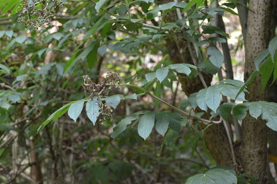 Слика од Sambucus palmensis Link