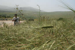 Plancia ëd Triticum dicoccoides (Asch. & Graebn.) Schweinf.