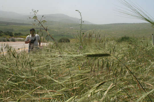 Plancia ëd Triticum dicoccoides (Asch. & Graebn.) Schweinf.