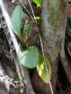 Peperomia obtusifolia (L.) A. Dietr. resmi