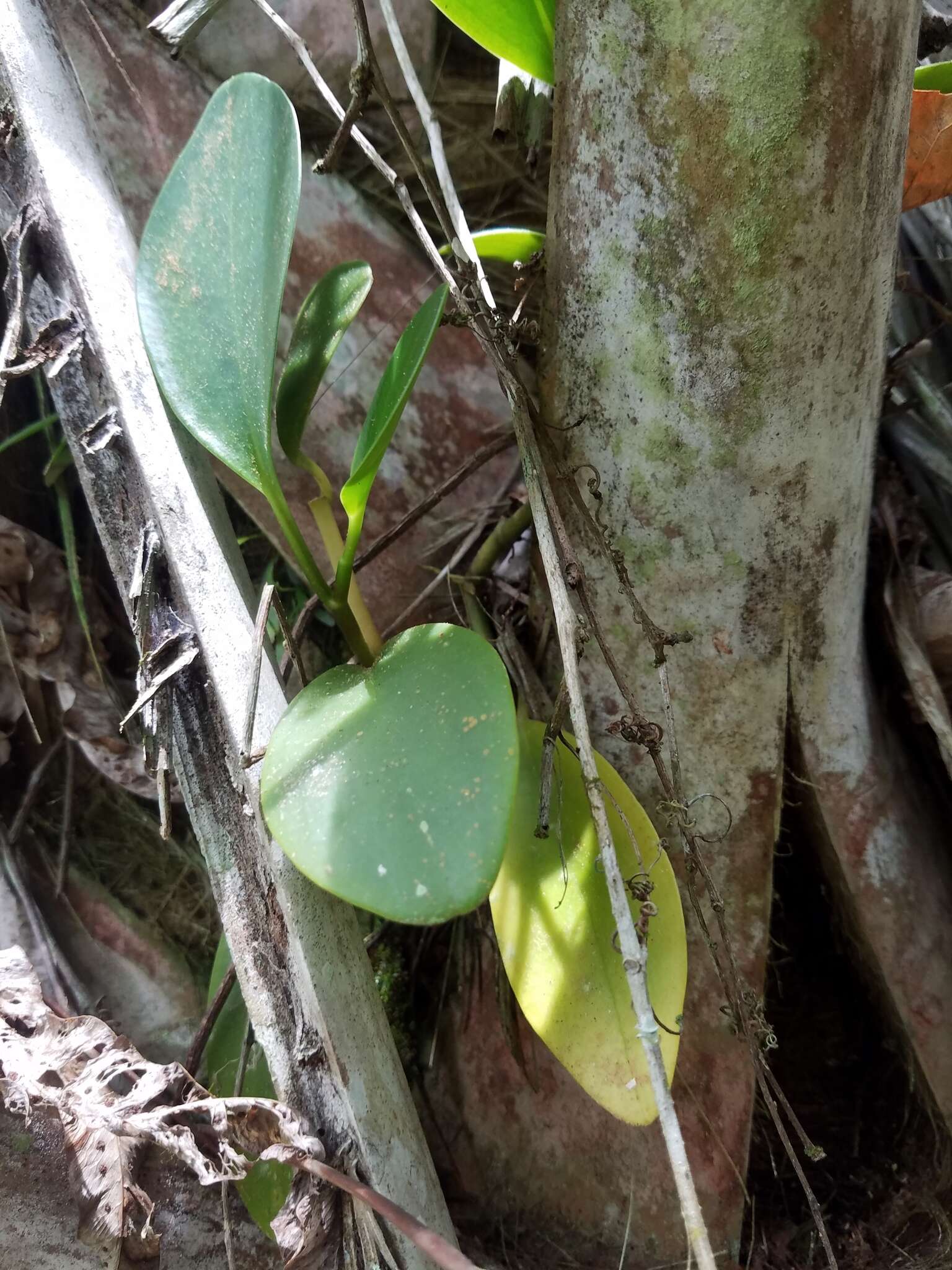 Peperomia obtusifolia (L.) A. Dietr. resmi