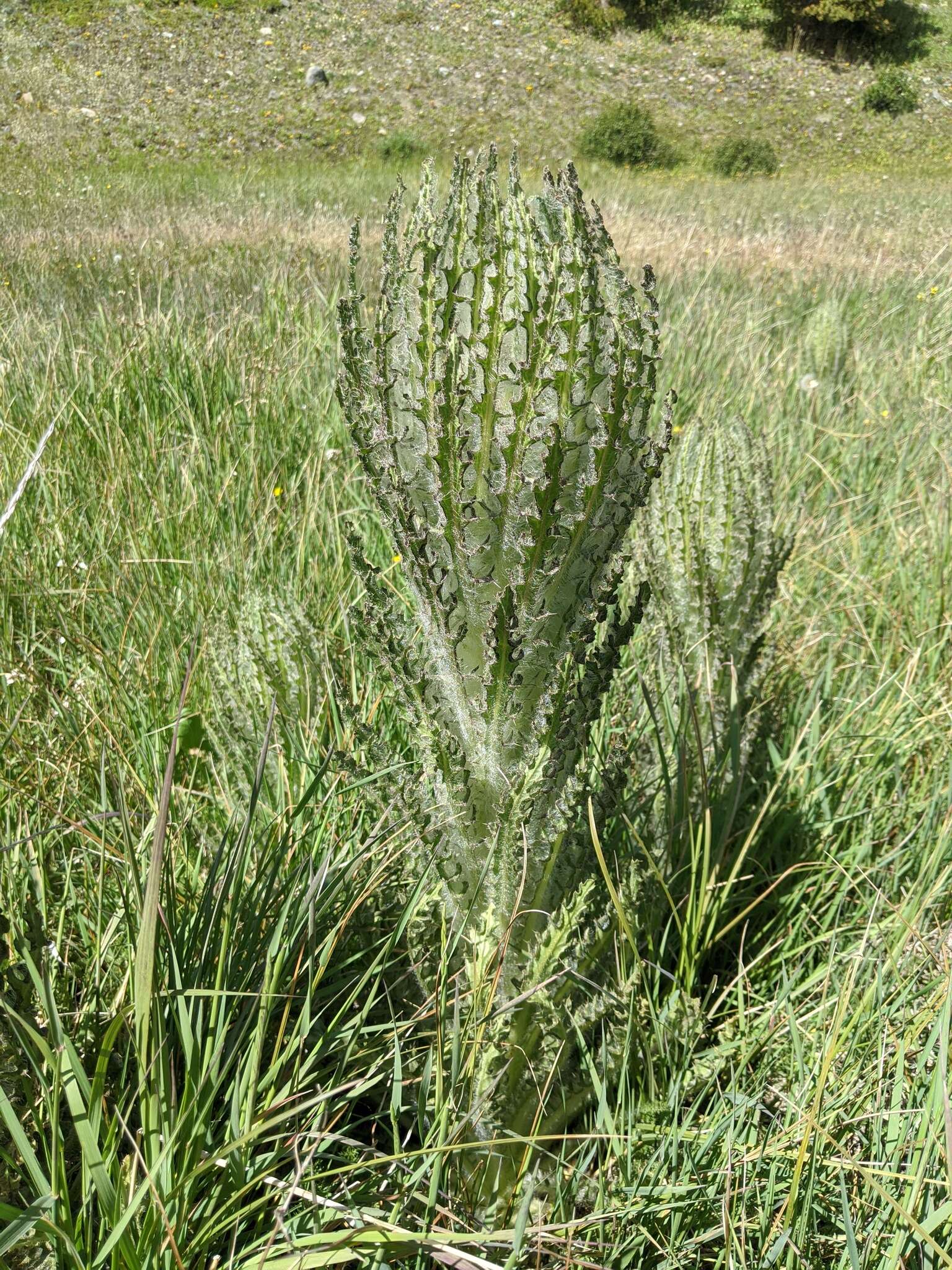 Image of Elk Thistle