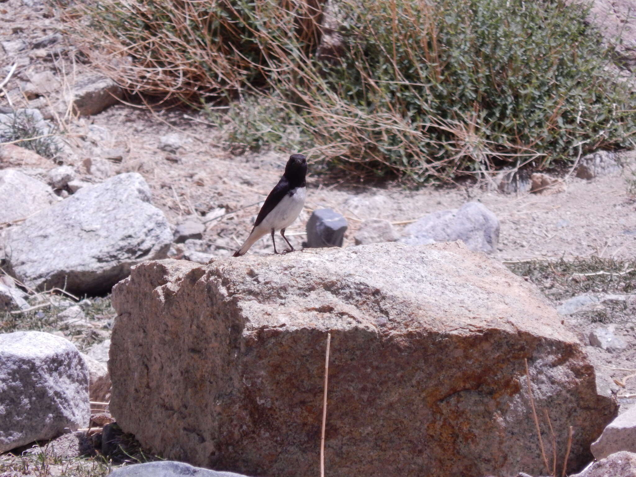 Image of Eastern Pied Wheatear