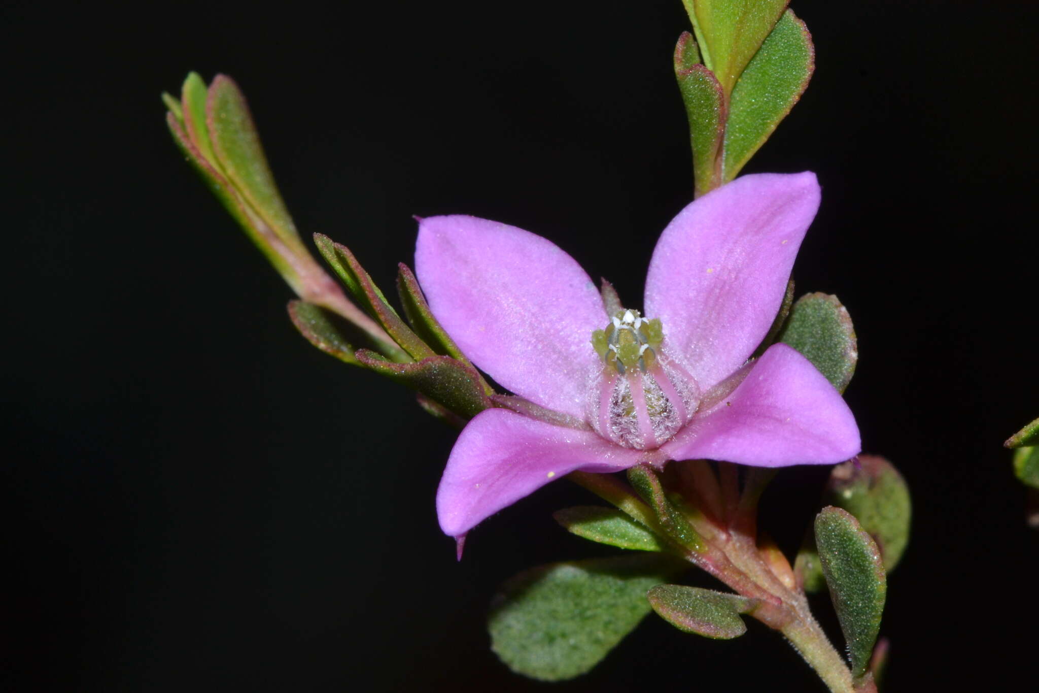 Image of Boronia crenulata Sm.