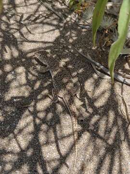 Image of Many-spotted Tree Iguana