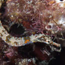 Image of Benedetto's Pipefish