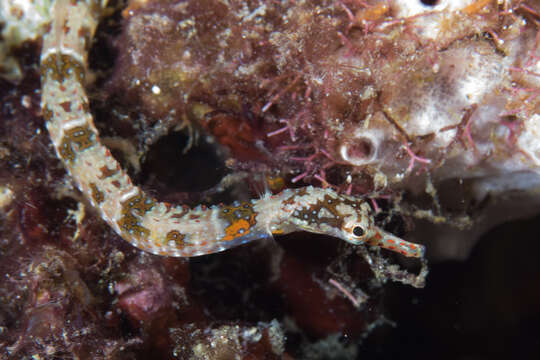 Image of Benedetto's Pipefish