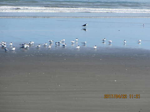 Image of White-fronted Tern