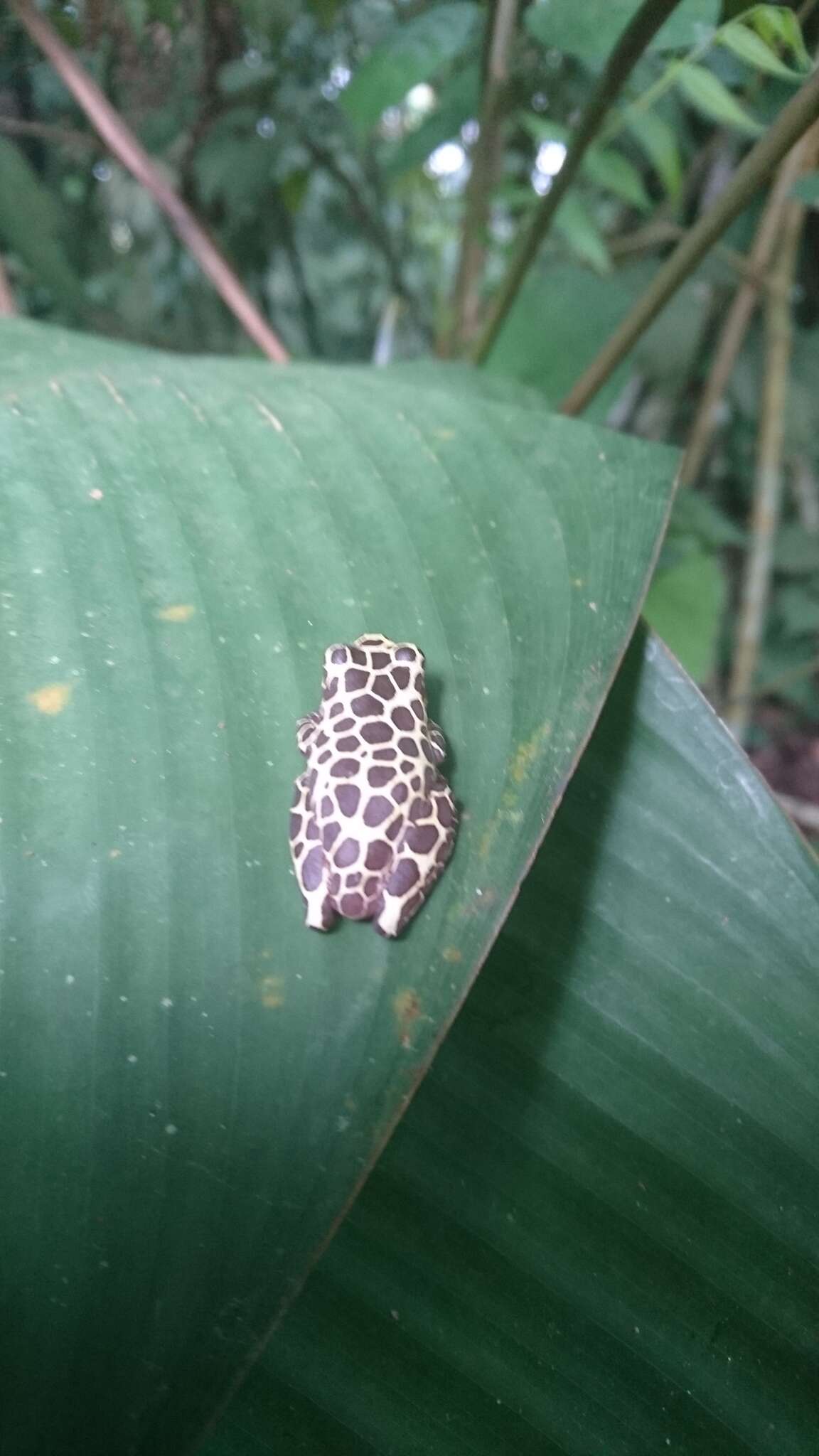 Image of Dendropsophus reticulatus (Jiménez de la Espada 1870)