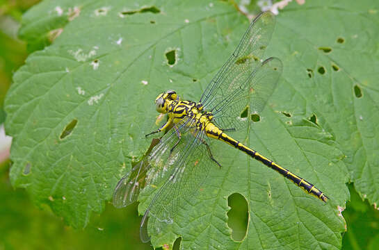 Image of Stylurus flavipes (Charpentier 1825)