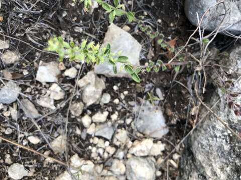 Hedeoma reverchonii (A. Gray) A. Gray resmi