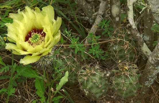 Image of Allicoche hedgehog cactus