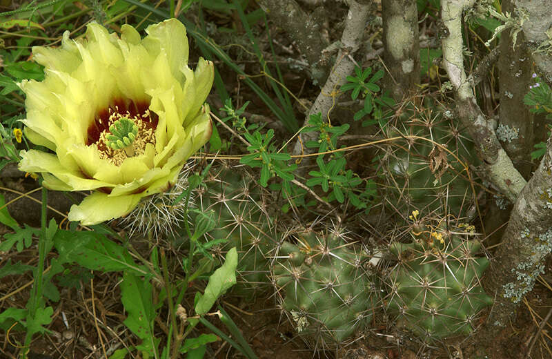 Image of Allicoche hedgehog cactus